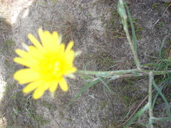 Tragopogon bjelorussicus