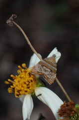 Choreutis orthogona