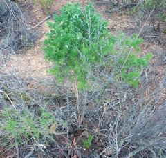Asparagus mariae