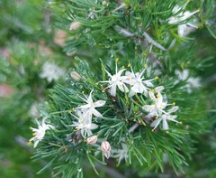 Asparagus mariae