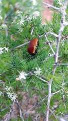 Asparagus mariae