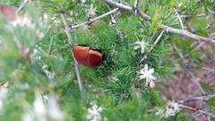 Asparagus mariae