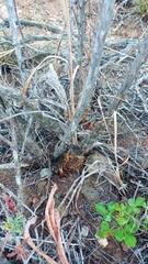 Asparagus mariae