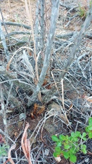 Asparagus mariae