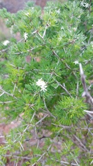 Asparagus mariae