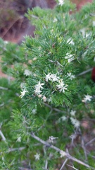 Asparagus mariae