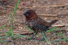 Lonchura punctulata
