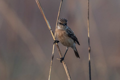 Saxicola maurus