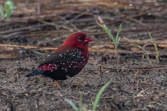 Amandava amandava