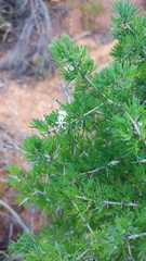 Asparagus mariae