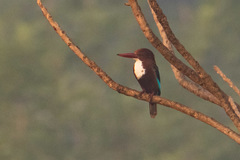 Halcyon smyrnensis
