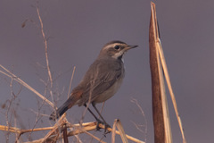 Luscinia svecica