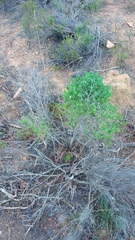 Asparagus mariae