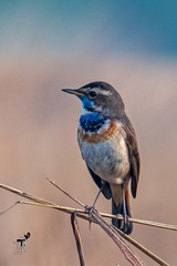 Luscinia svecica