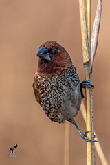 Lonchura punctulata