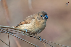 Lonchura punctulata
