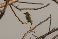 Merops orientalis