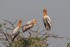 Mycteria leucocephala