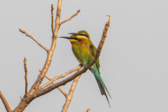 Merops philippinus