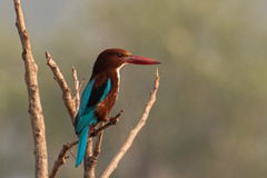 Halcyon smyrnensis