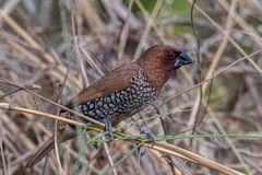 Lonchura punctulata