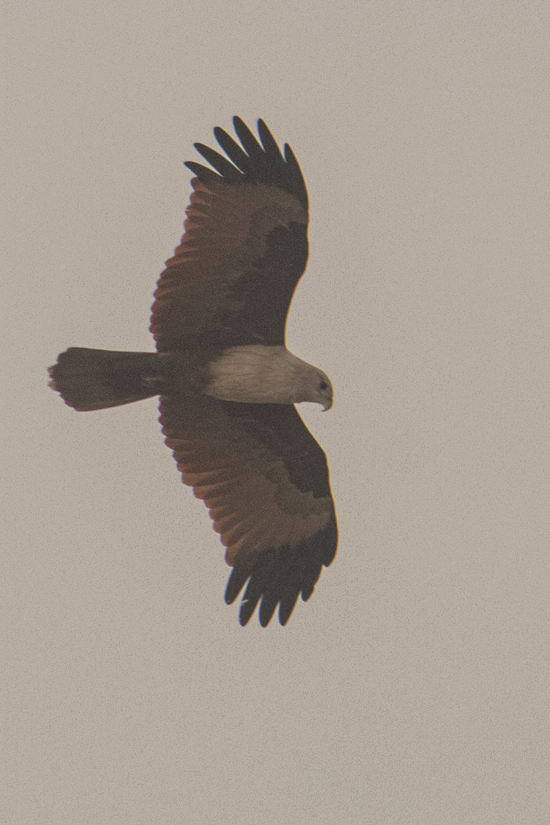Brahminy Kite