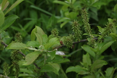 Salix caucasica