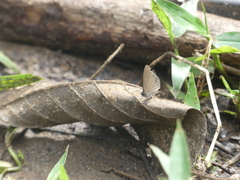 Pseudonacaduba sichela sichela