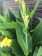 Canna flaccida