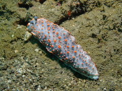 Dermatobranchus ornatus