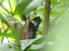 Euphaedra diffusa diffusa