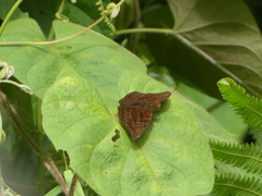Euryphura chalcis