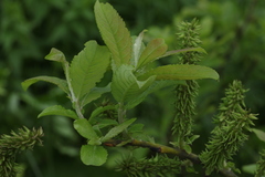 Salix caucasica