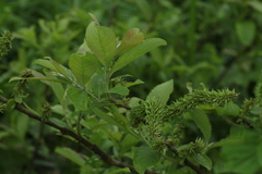 Salix caucasica