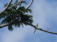 Merops albicollis image