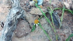 Cymbopappus adenosolen