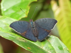 Euriphene barombina