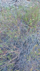 Cymbopappus adenosolen