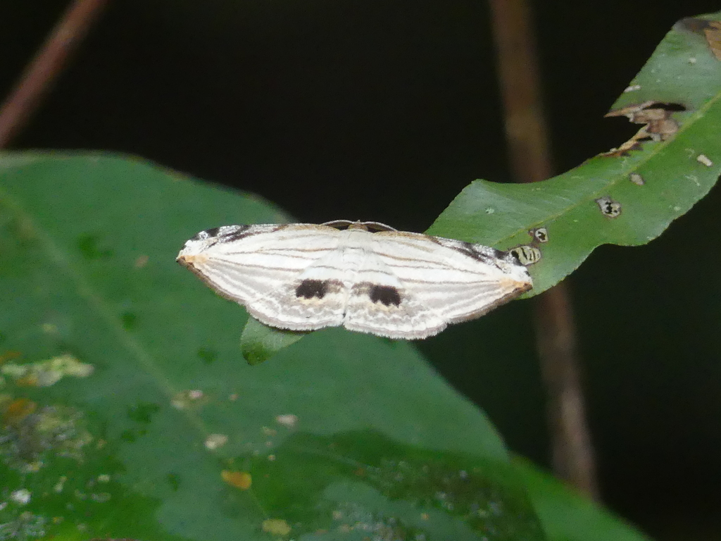 Pigiopsis