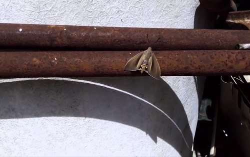 Photo of Palm Moth (Paysandisia archon)