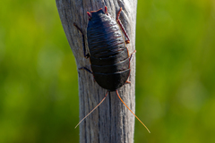 Polyzosteria limbata