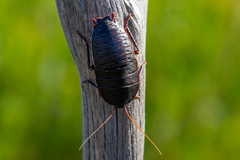 Polyzosteria limbata