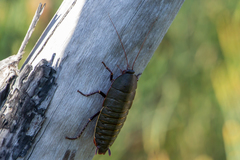 Polyzosteria limbata