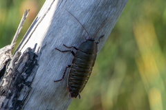 Polyzosteria limbata