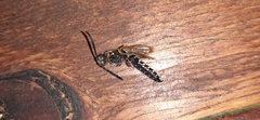 Myzininae