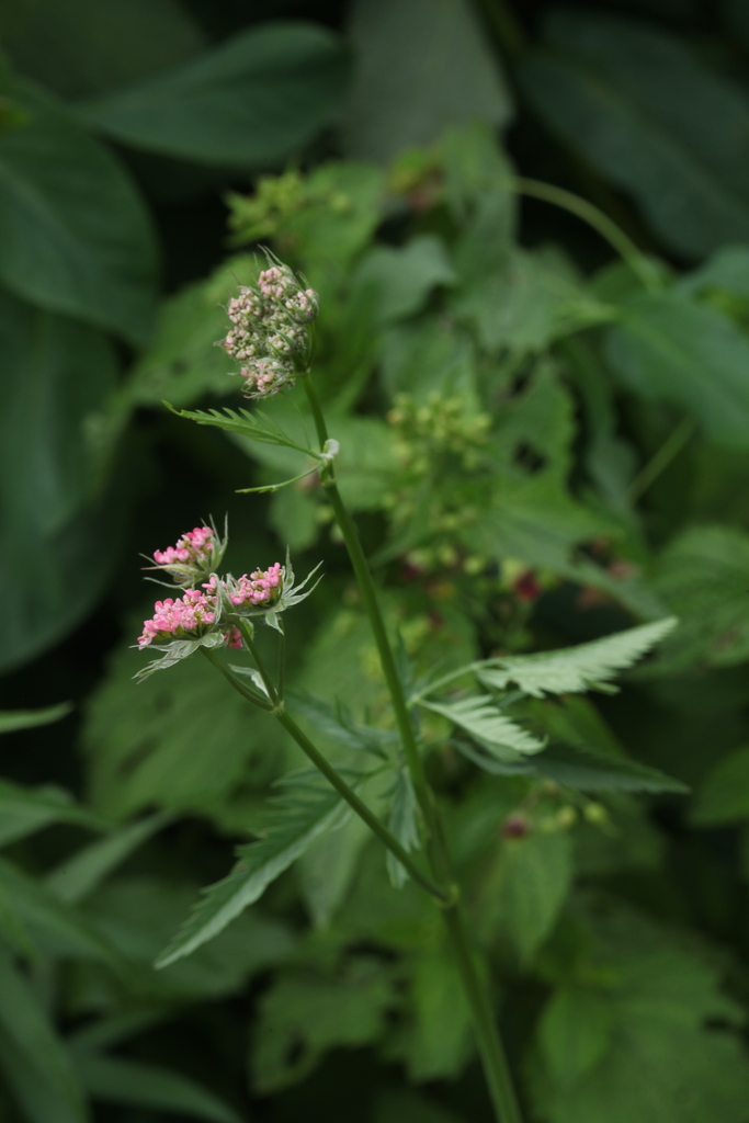 Chaerophyllum angelicifolium