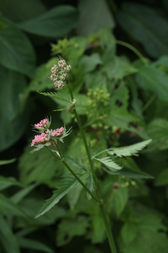 Chaerophyllum angelicifolium