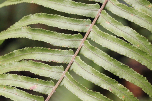 Nephrolepis brownii