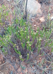 Helichrysum asperum glabrum