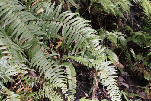 Nephrolepis brownii